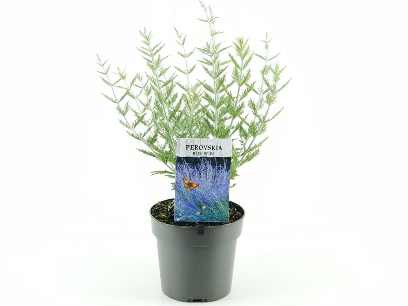 Perovskia 'Blue Spire' - C2